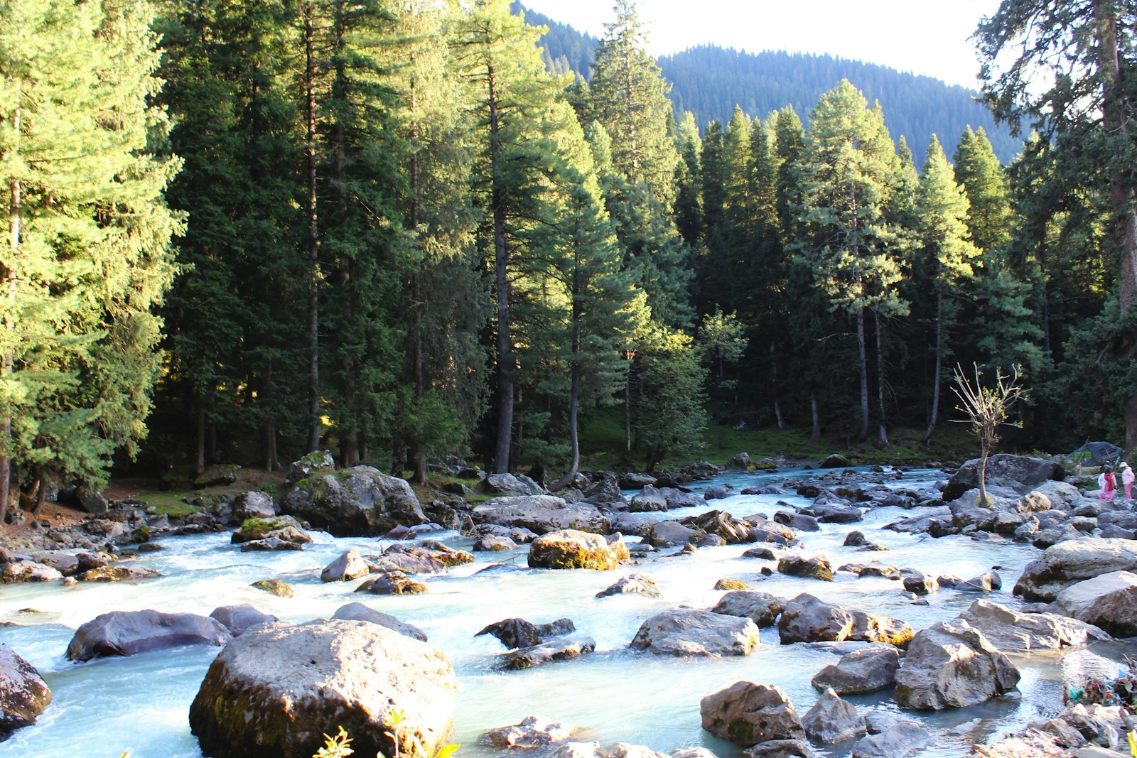 a river running through a forest filled with lots of rocks